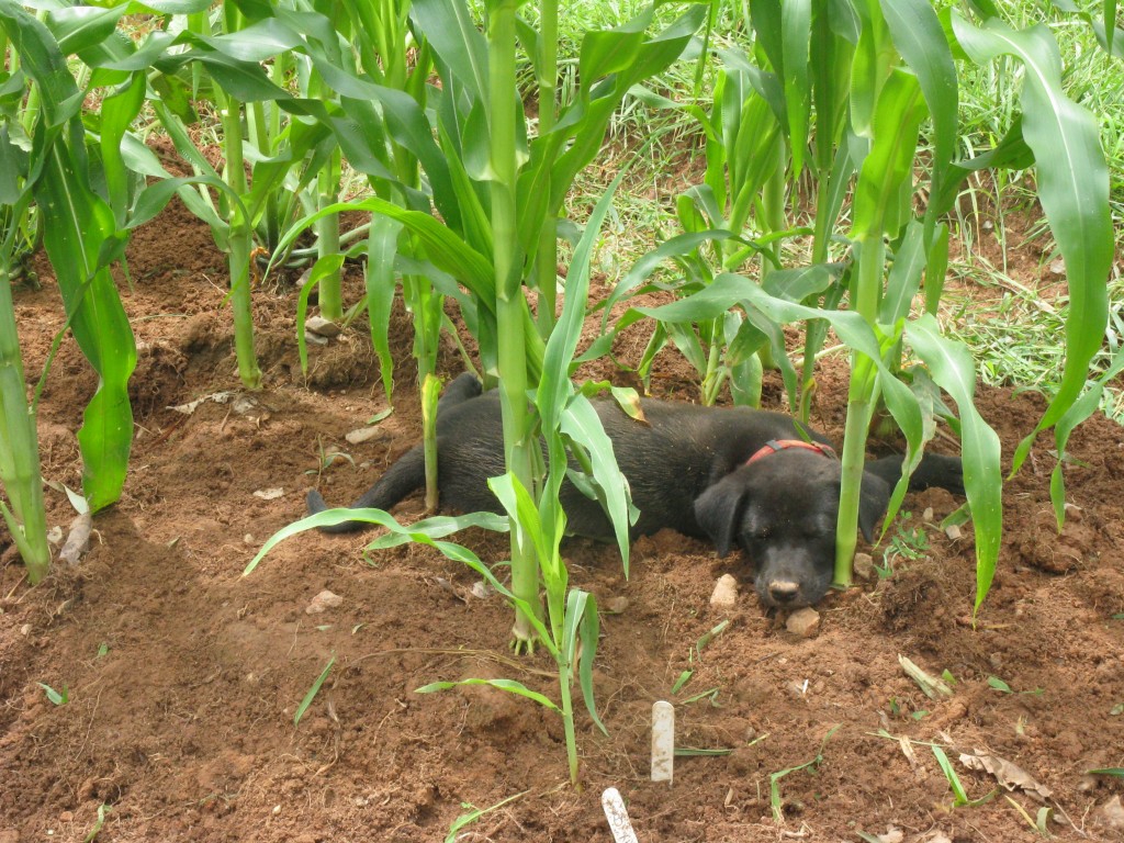 bolt's first day at home, sleeping under the corn