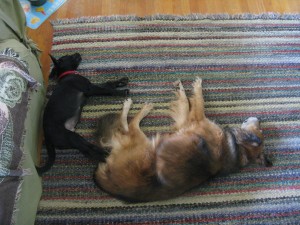 My two dogs, napping