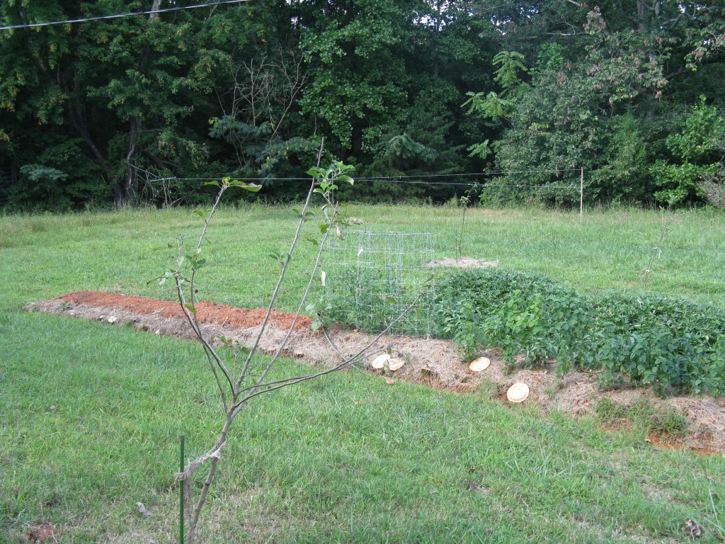 food forest