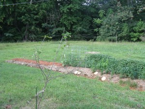 the first season's planting in our garden