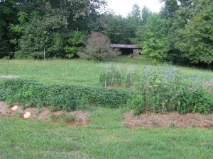 raised beds with sweet potatoes, chia, peppers and tomatoes