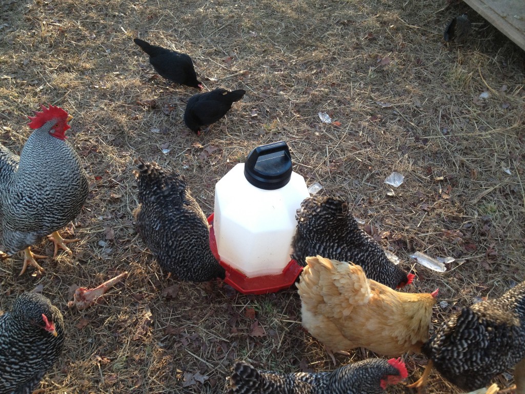 Chicken's drinking water!