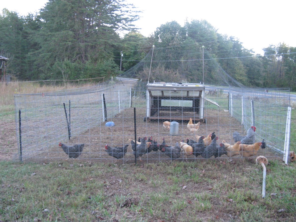 Chickens like to spend time with their flock, or group!