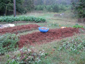 the first harvest day: halfway harvested and halfway to go