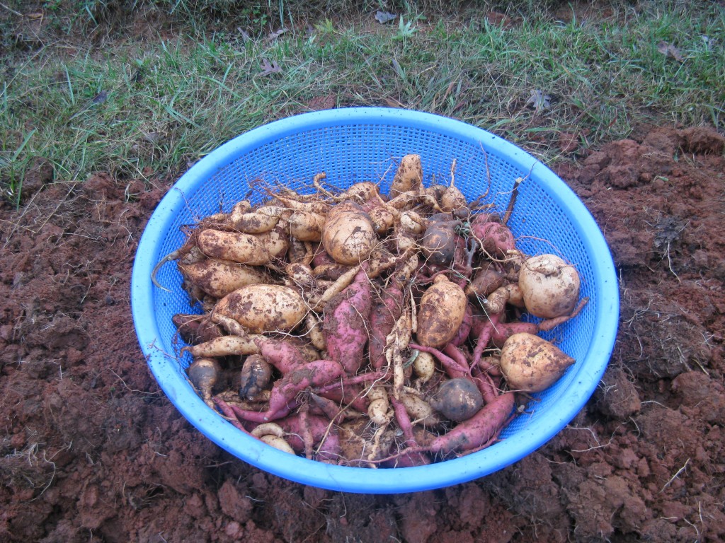 the first harvest: sweet potatoes waiting in a large colander to be cleaning