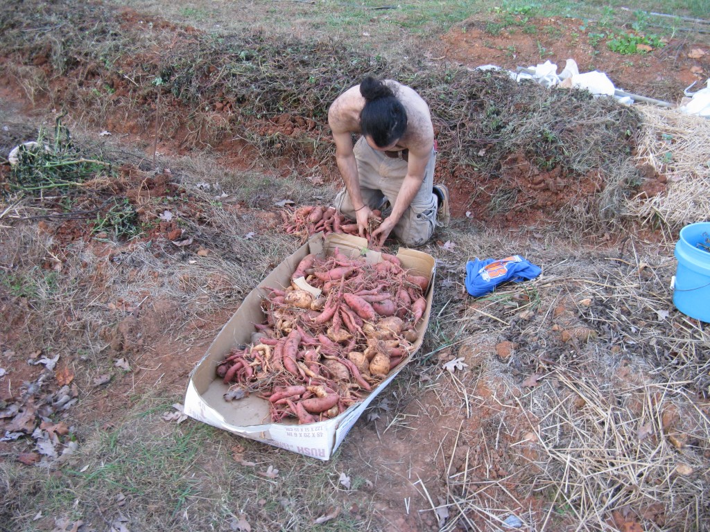 jason, placing freshly dug sweet potatoes in a box
