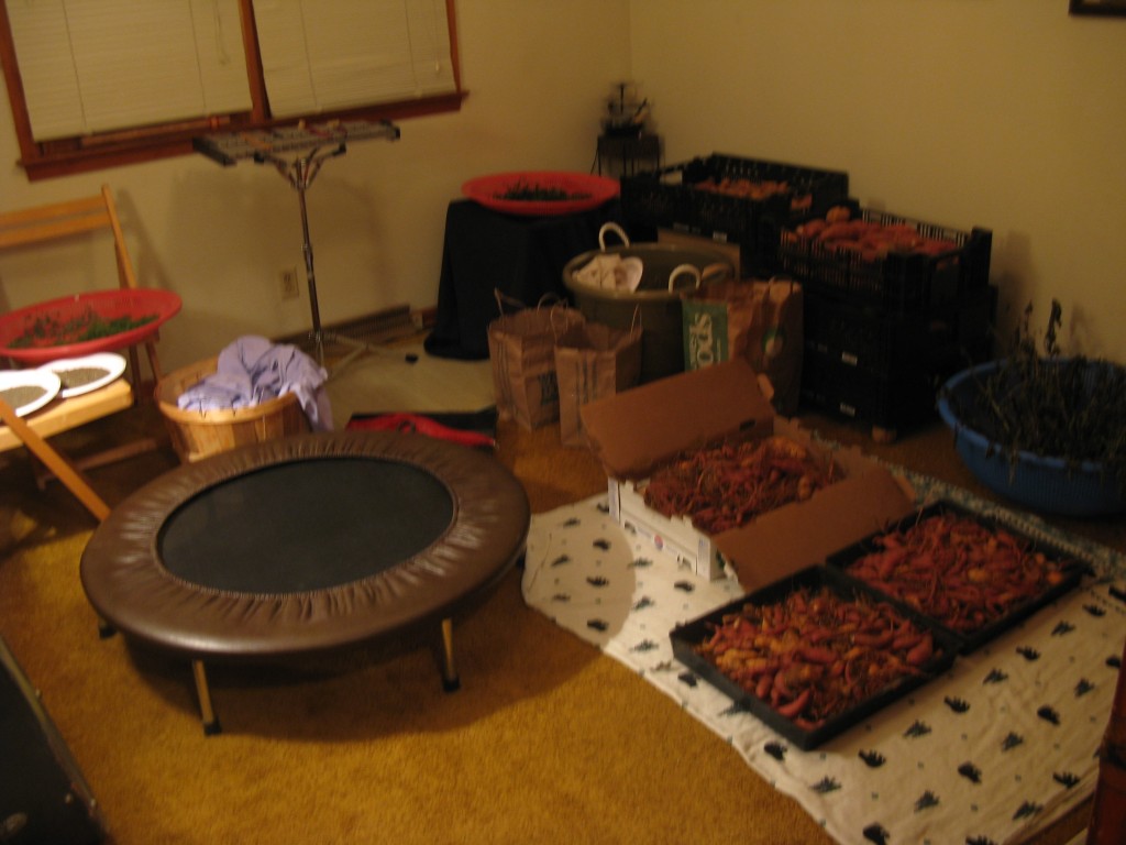 storing our harvest: you can see the large pink colander in the corner being used a drying rack.