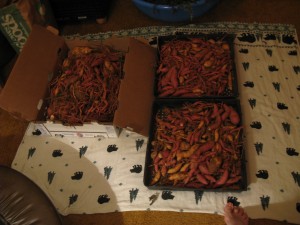 sweet potatoes sorted into crates