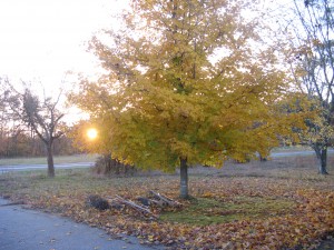 maple tree