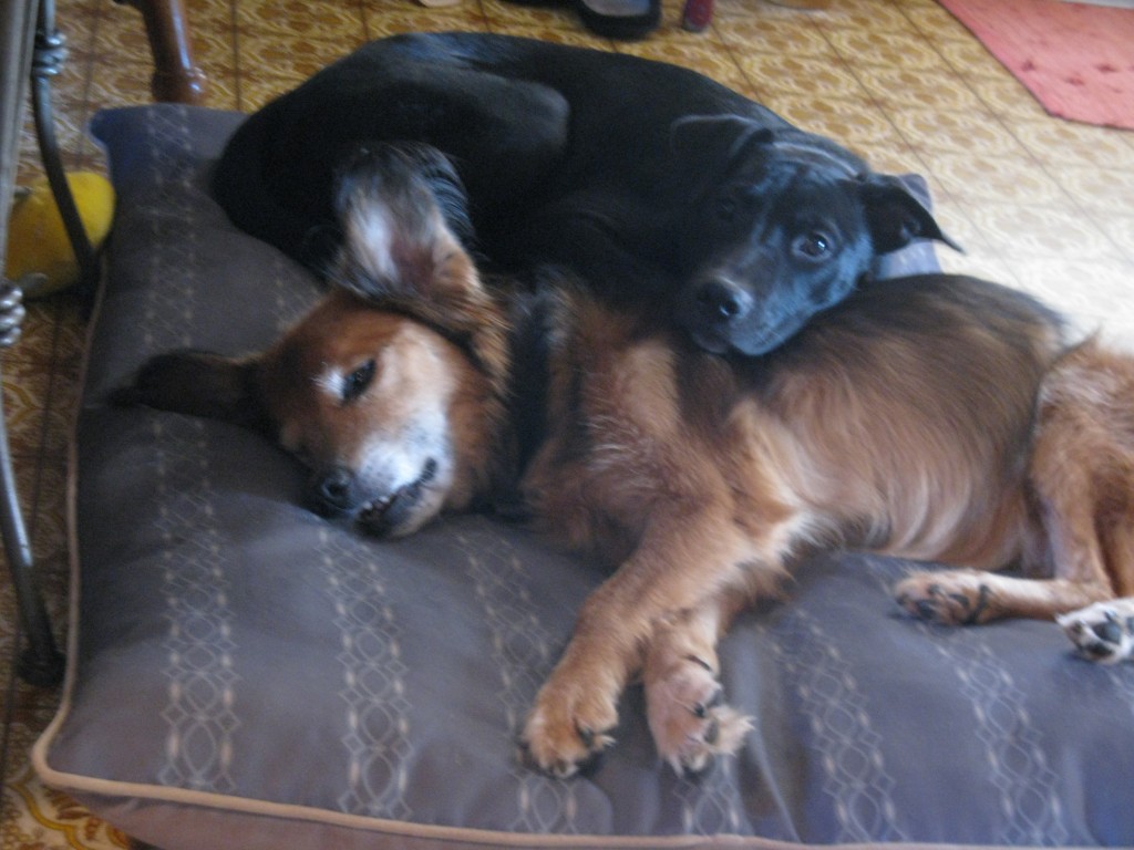 My dogs snuggle together!