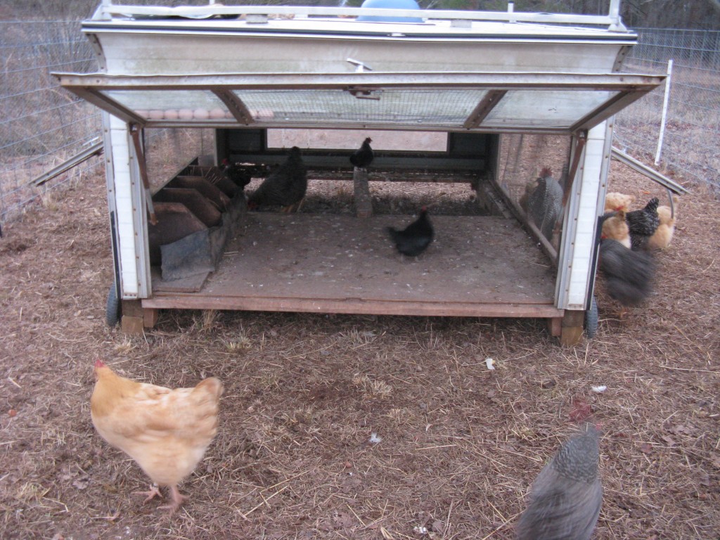 Shelter for the chickens! 