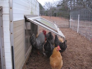 rex, our barred rock rooster, spending some time with his lady friends