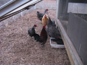 feeding time: our bantum rooster, roosty, with standard and bantum hens 