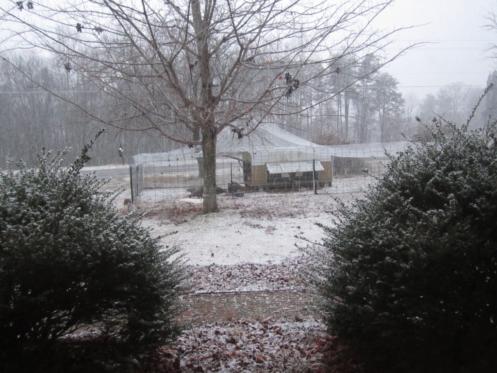 Chickens and Snow