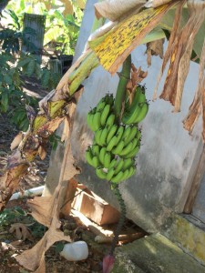 banana food forest
