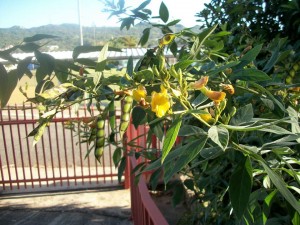 Pigeon Pea Food Forest