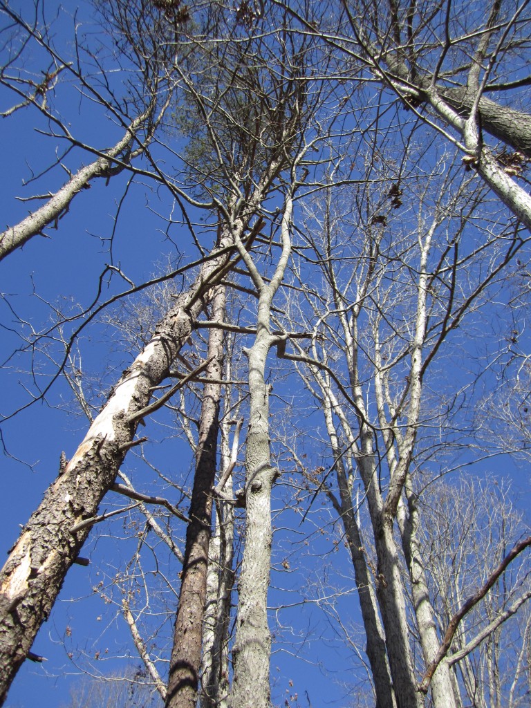 food forest edge