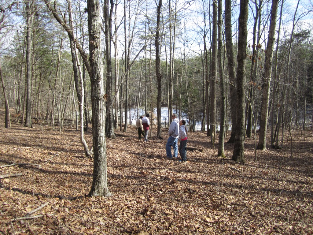 timber management cruise nc