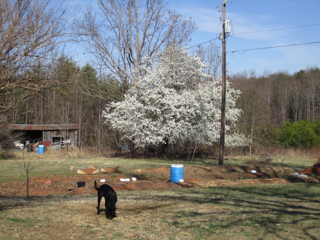 our blooming bradford; bolt loves the spring too!