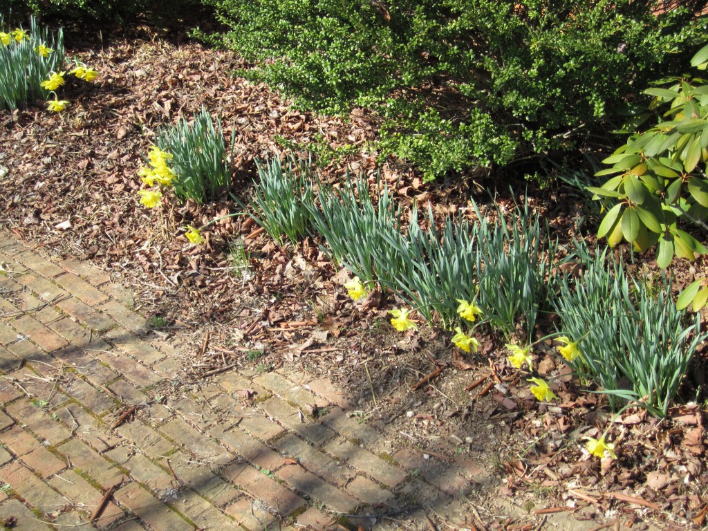 daffodils