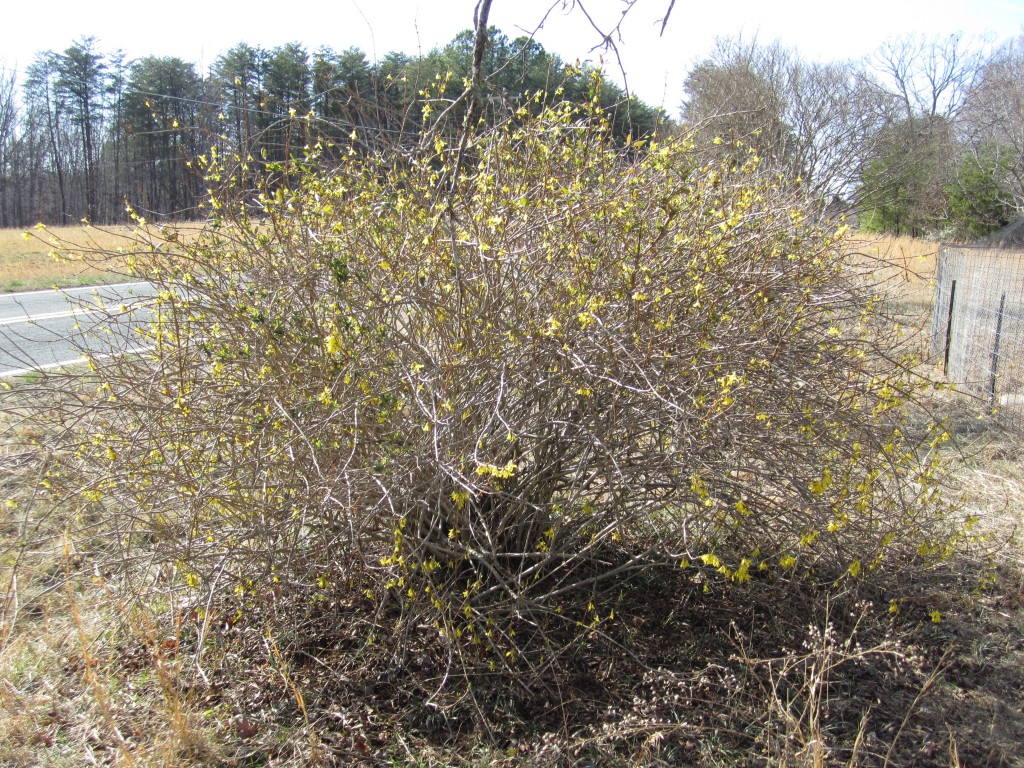 forsythia