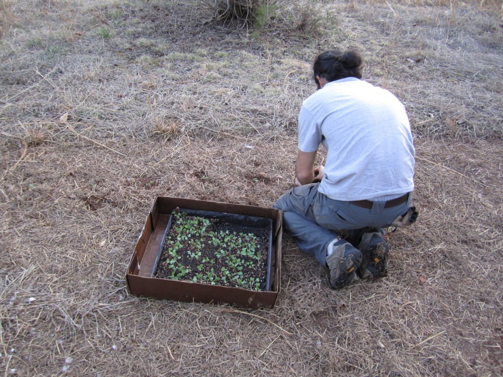 permaculture vegetable gardening chicken tractor