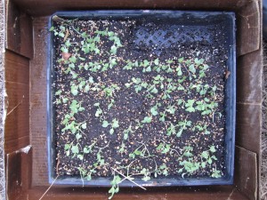 brocolli flat seedlings transplant