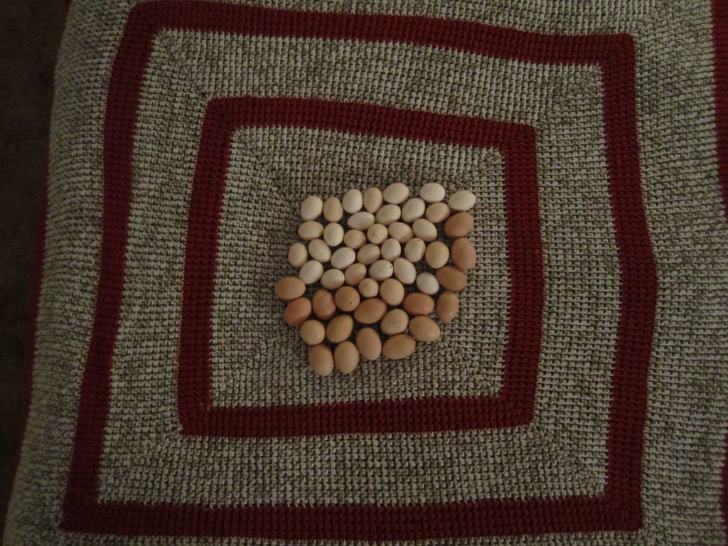 my mother's handmade blanket and our eggs, ready for bedtime!