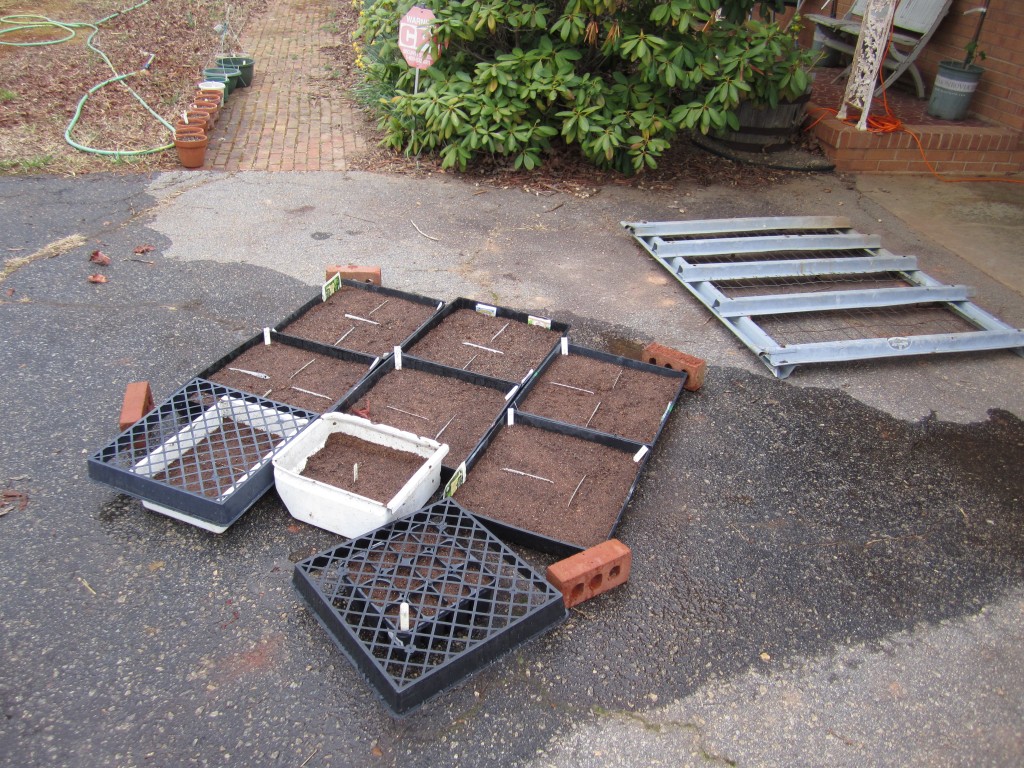 our planted seed trays, taking in the sun and soaking in the water.