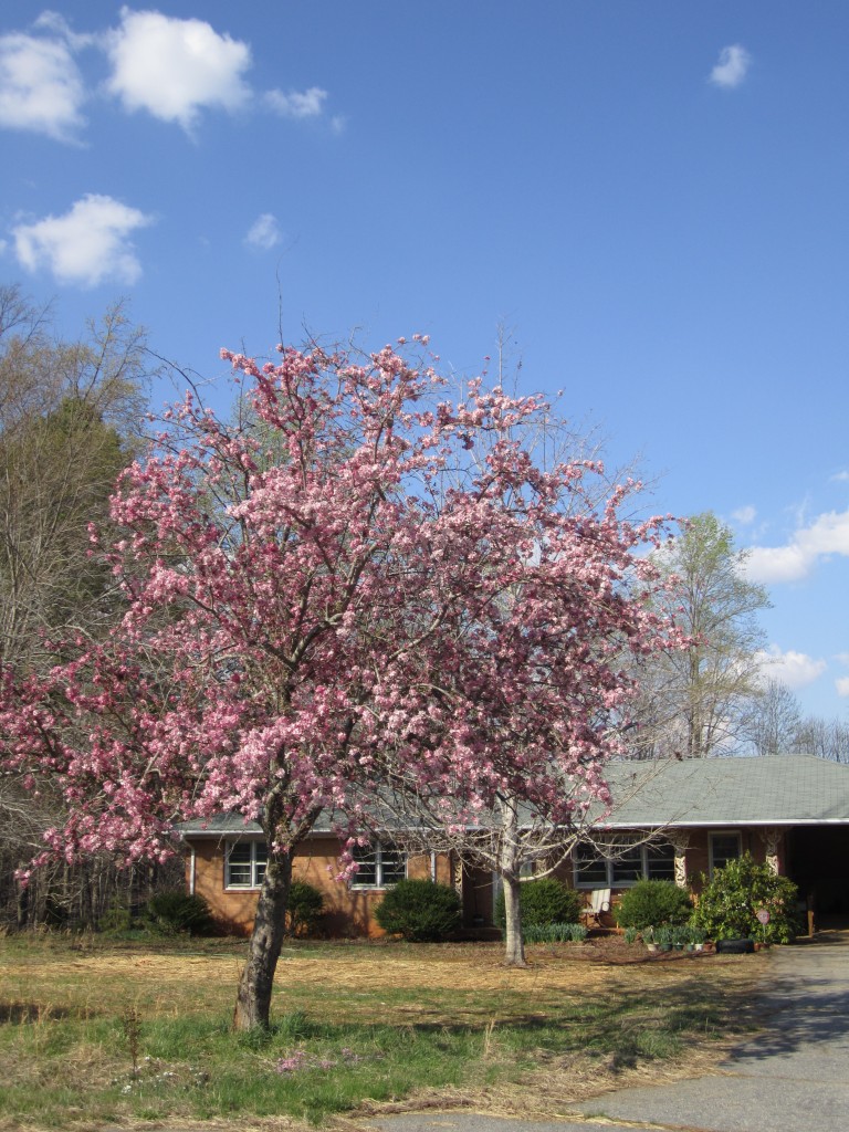 our front yard crab apple, which never bloomed last year. we were so excited to see it show its true colors this year.