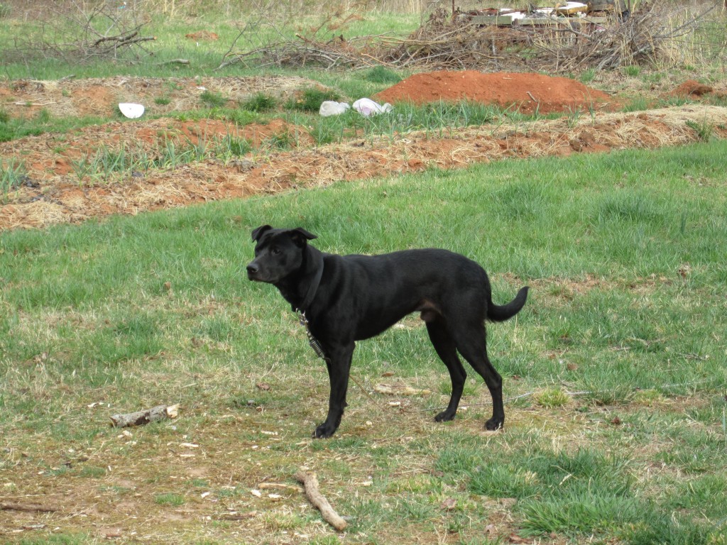 bolt, hanging out with me during afternoon chore time!