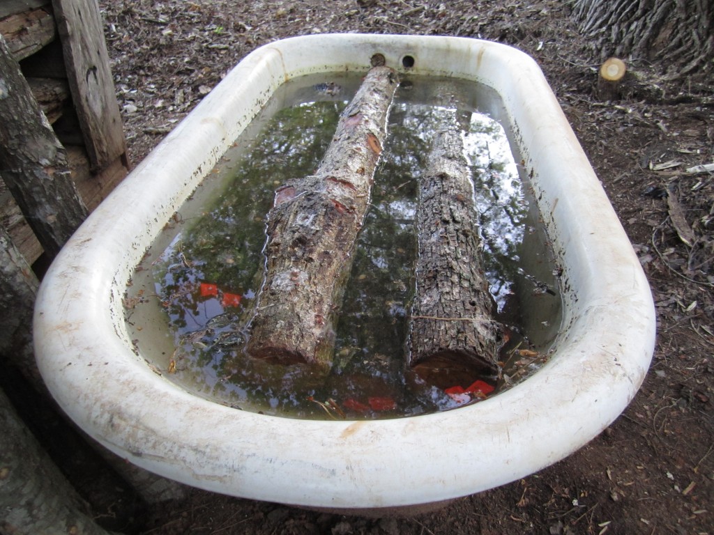 today's batch for soaking was the "orange batch." labeled with flagging tape so i can keep straight the info about when logs  was soaked 