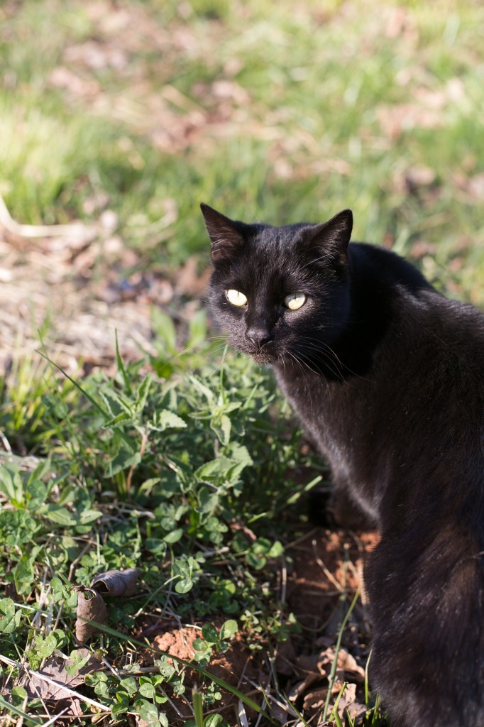 dodger enjoying catnip