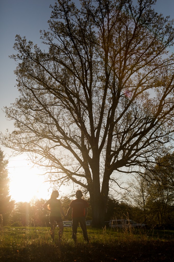 tree and love