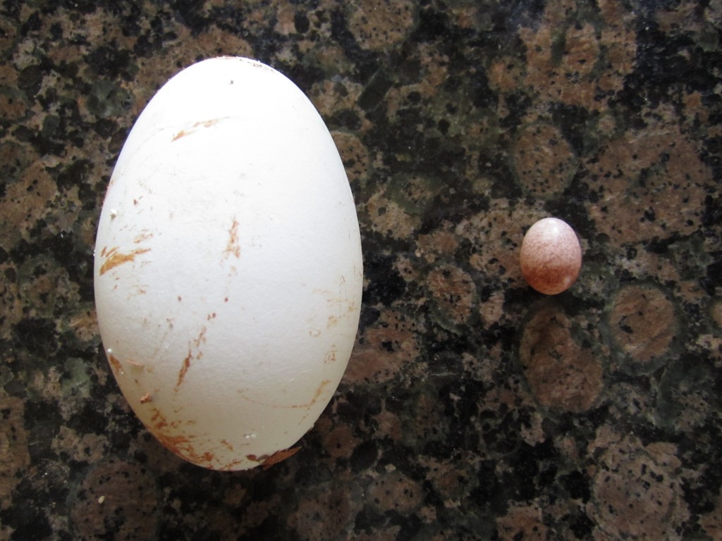 a goose egg (left) and a wren egg (right). look at the size difference!