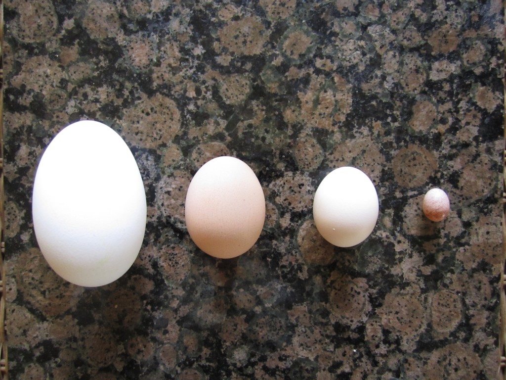 from left to right: goose egg, standard chicken egg, bantam chicken egg, wren egg.