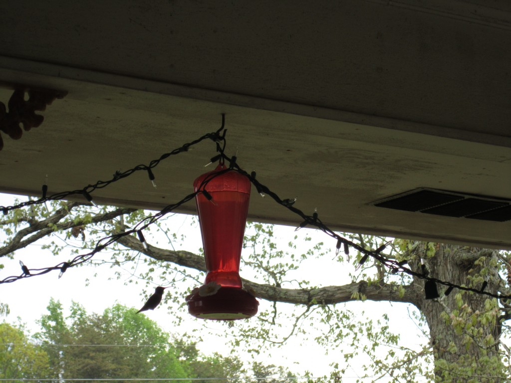 one of our hummingbird visitors, coming out for a meal!