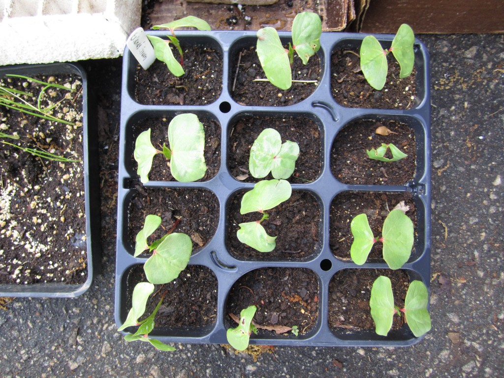 and the star of this season's seeds... erlene's green cotton plants. 