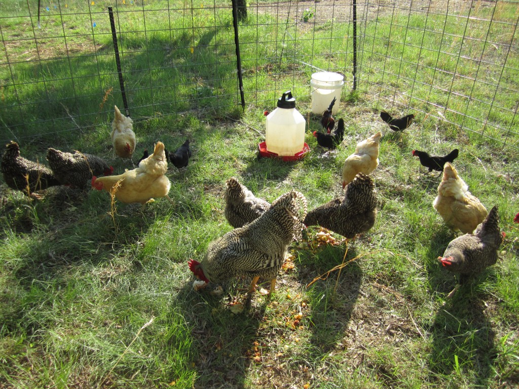 the flock enjoying their new spot in the grass. rex is in the foreground, keeping himself between me and his hens.