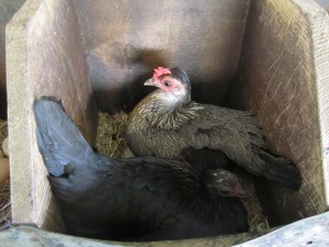 two bantams sitting on eggs.