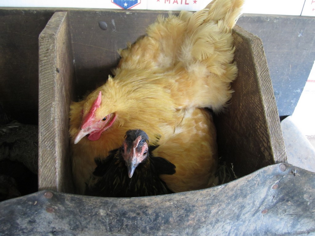 an unlikely duo: a bantam and a standard.