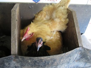 an unlikely duo: a bantam and a standard.