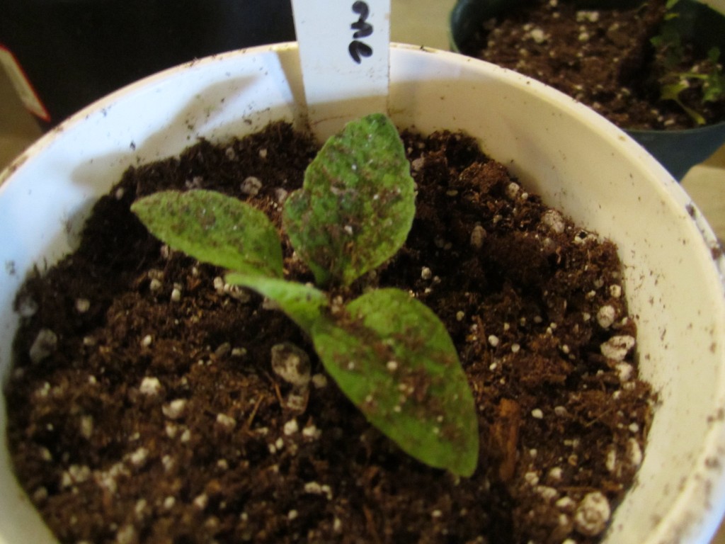elecampane seedling