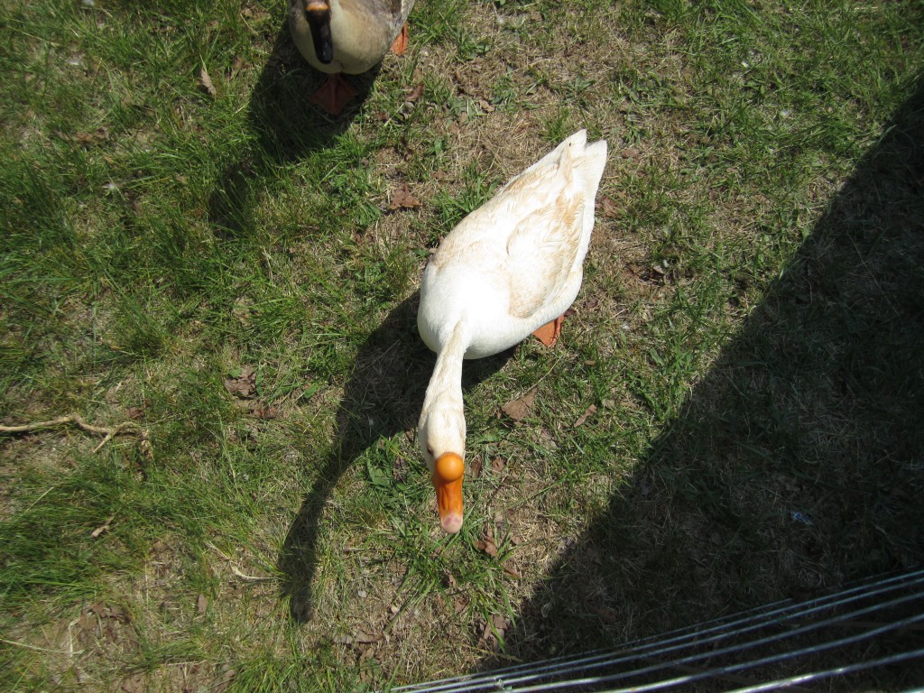 goose