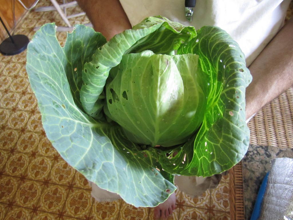 our first head of cabbage!