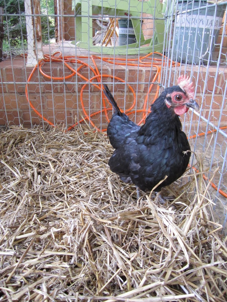 our bantam hen, hanging out in her temporary cage.