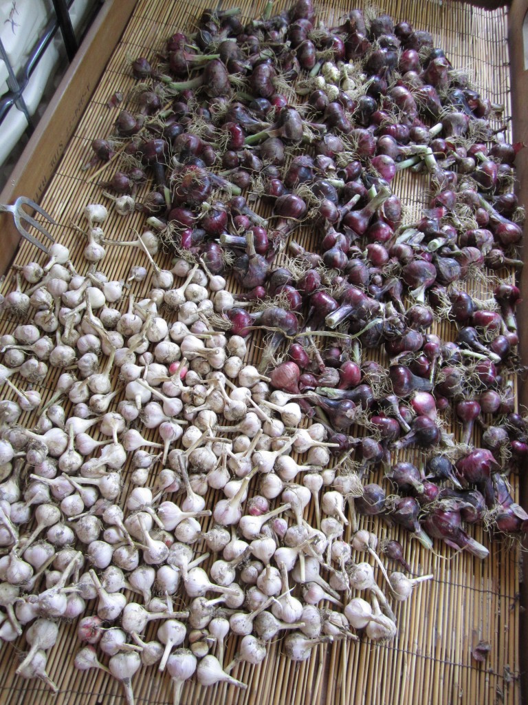 my dad's red onion and garlic crop this year, drying before being stored.