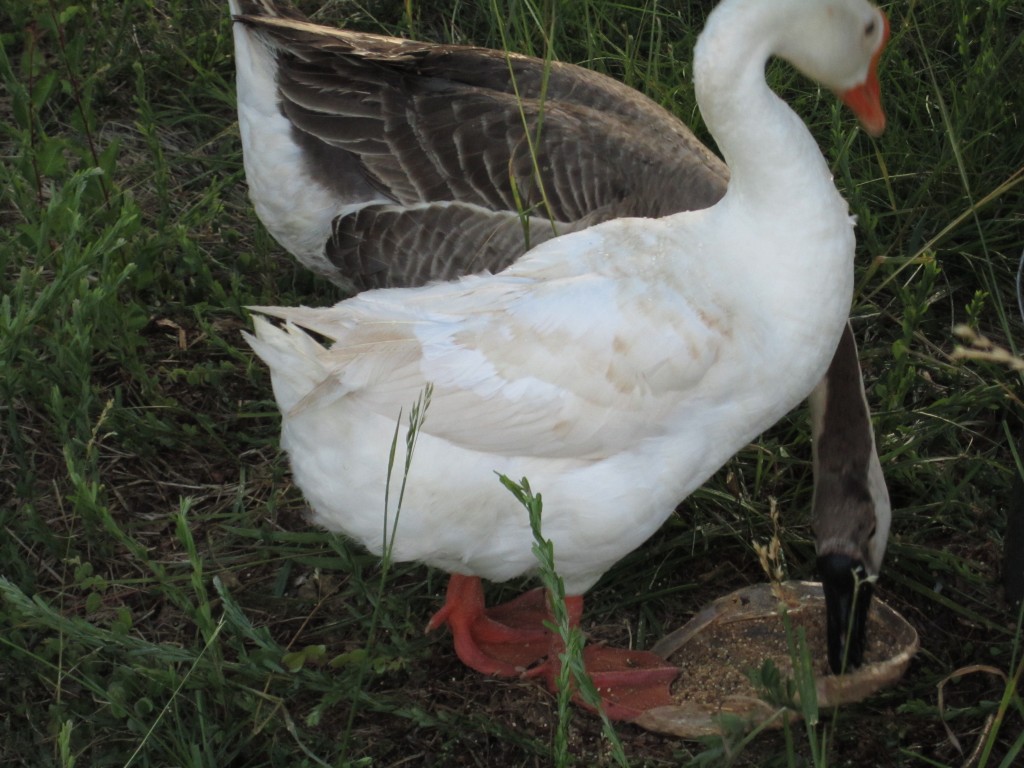 china's new-growth wing feathers... see how white they are?