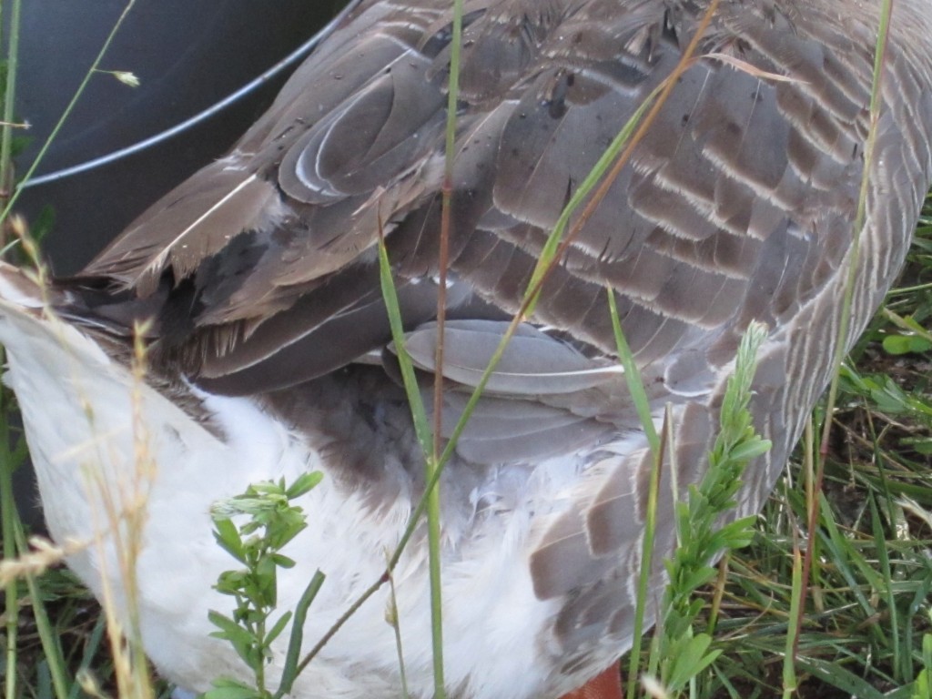 you can see how iza looks a little scraggly as she loses her old feathers.