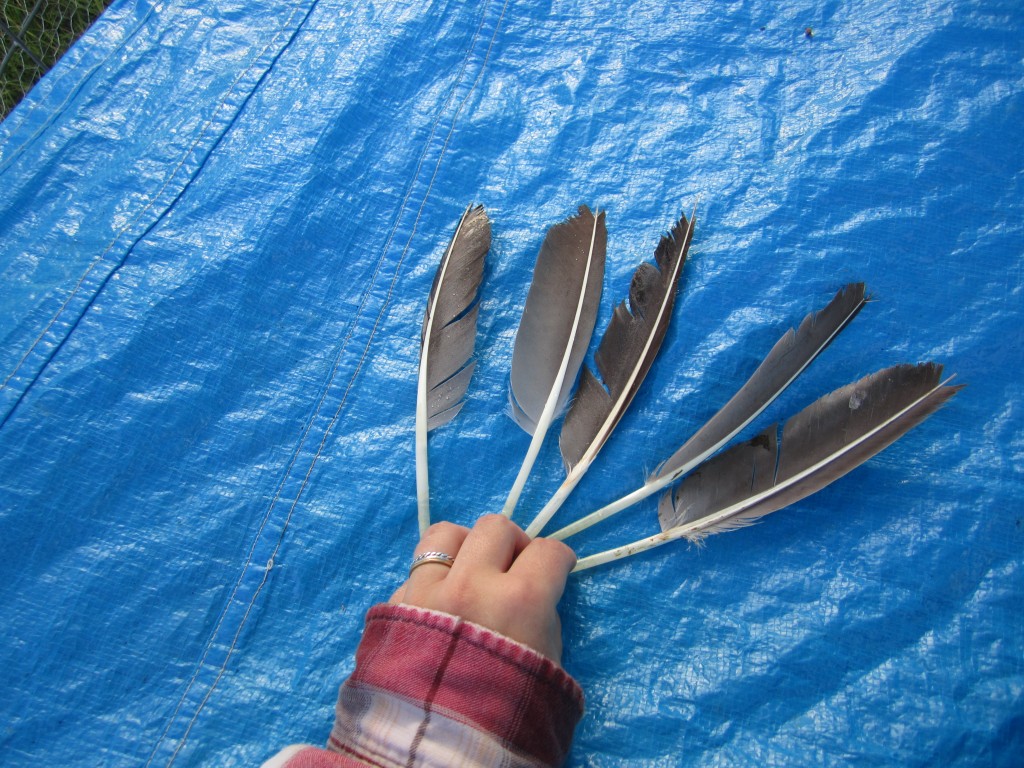 how large and lovely goose feathers are!